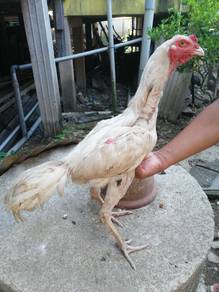 ayam baik