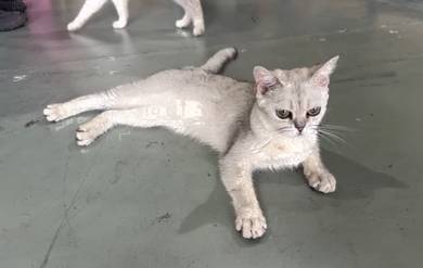 BSH British Shorthair Female Silver Baka Besar