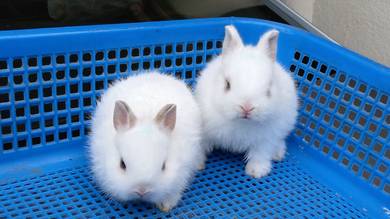 arnab netherland dwarf
