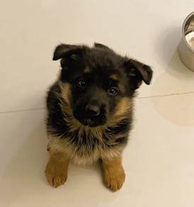 German Shepherd