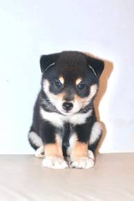 i3 Kawai Shiba Dog