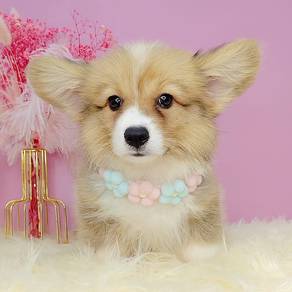 Welsh Corgi