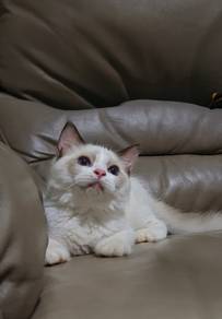 ragdoll Male 
