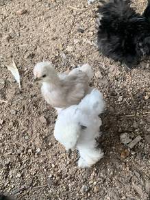 anak ayam hiasan