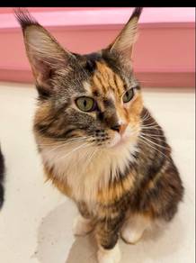 Maine Coon