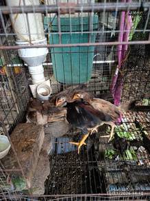 LETGO SEGERA Anak Ayarm Kampong
