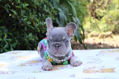 English Bulldog