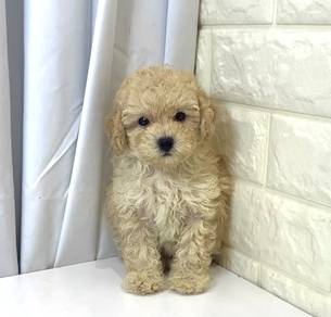 J0385 Poodle Teddy Bear Puppy