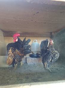 ayam serama