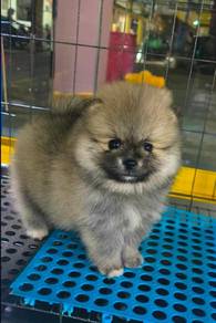 Tiny Pomeranian 