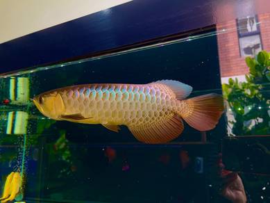 Arowana