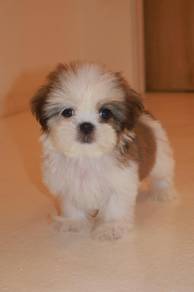 E5 Little Shih Tzu Puppy