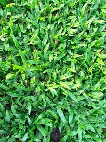 Rumput Taman Berkualitas