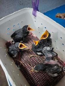 Burung anak suap jinak myna