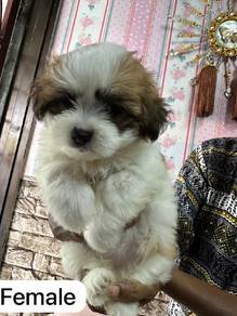 shihpoo