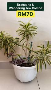 Dracaena & Wandering Jew Combo