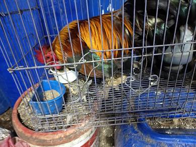 ayam kampung 