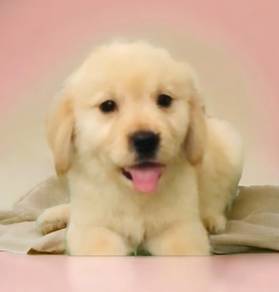 Golden retriever mka mka mka