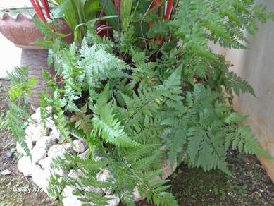 Plant Fern
