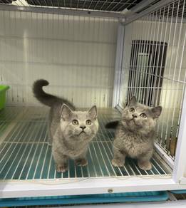Kucing Munchkin