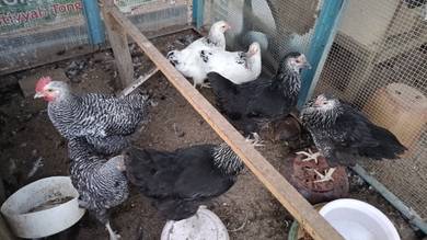 ayam kacukan lelong 3 ekor 