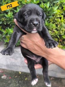 Bandog