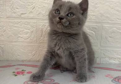 British Short Hair