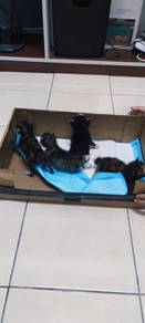 Anak Kucing Percuma