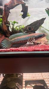 cc tank full set w/ blue pulcra 7/8in