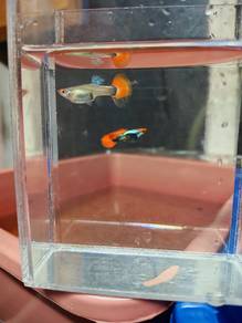 ikan guppy 