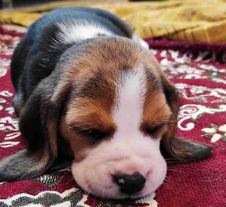 Obedient Beagle small tricolor floppy ears short h