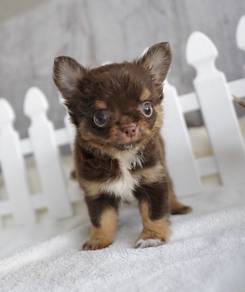 CHIHUAHUA PUPPIES 197🌷Head Apple Cute Dog