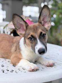 Cardigen Welsh Corgi