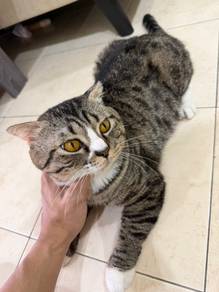 Kucing Scotish Fold Ear (Male)