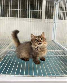 Munchkin Napoleon Kaki Pendek Kucing