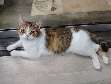 cat for rehome