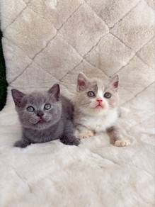British shorthair