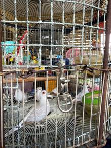 Burung Diamond Dove