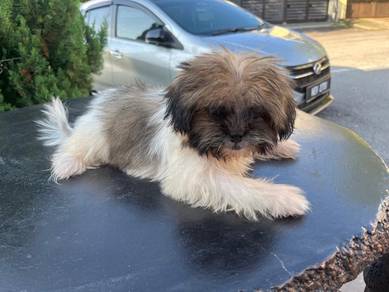 Shih Tzu shihtzu female puppy small size