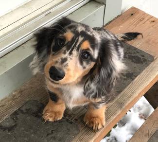 HY12-3000 cute Dachshund DAPPLE long hair
