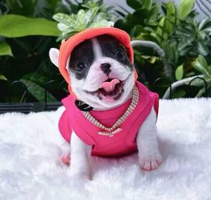 FRENCH BULLDOG PUPPIES VIP131🌻Cute & Healthy girl