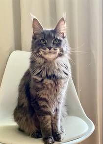 Maine Coon