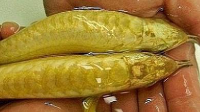 24k golden crossback 8 inch -wholesale price
