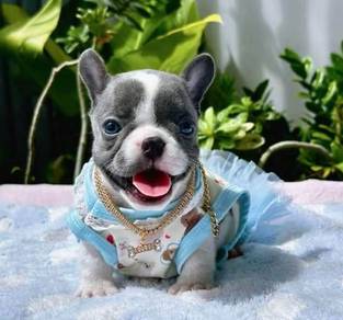 FRENCH BULLDOG PUPPIES VIP155🌻 Blue Pied Female