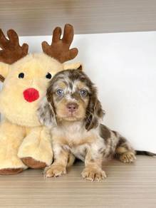 Cute Dachshund available