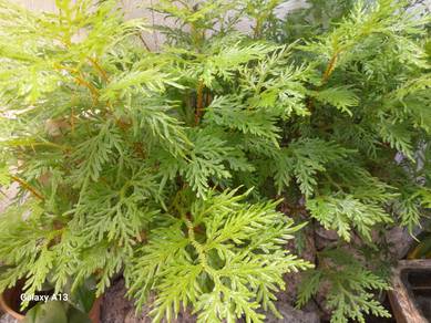 Lace Fern