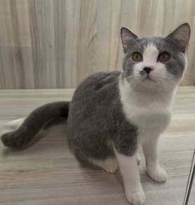 Bicolor British short hair cat for sale