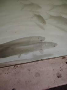 ikan arapaima