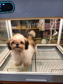 Shih Tzu 170726