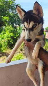 Siberian husky Puppy 